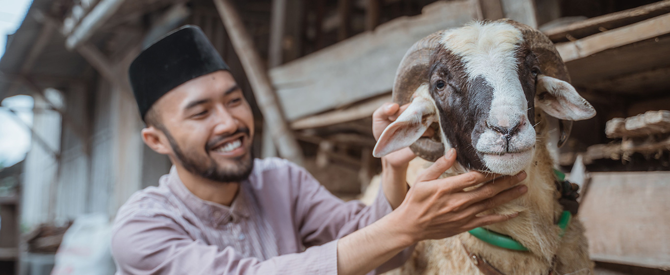 pria muslim berjongkok di sebelah kambing