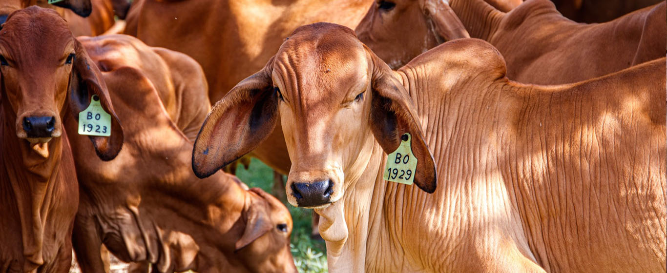 Sapi Kurban